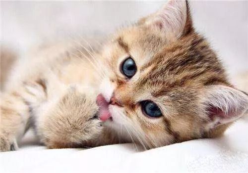 猫咪补充微量元素吃什么(猫咪微量补充元素吃什么食物)-硒宝网