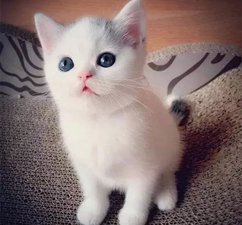 猫咪补充微量元素吃什么(猫咪微量补充元素吃什么食物)-硒宝网