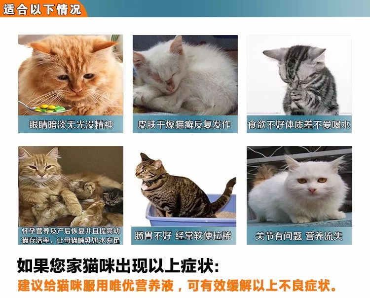 猫咪补充微量元素吃什么(猫咪微量补充元素吃什么食物)-硒宝网