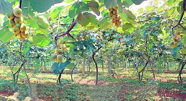 农民种植富硒产品热情(富硒农业种植的三大特点)-硒宝网