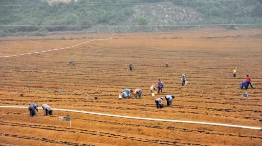 农民种植富硒产品热情(富硒农业种植的三大特点)-硒宝网