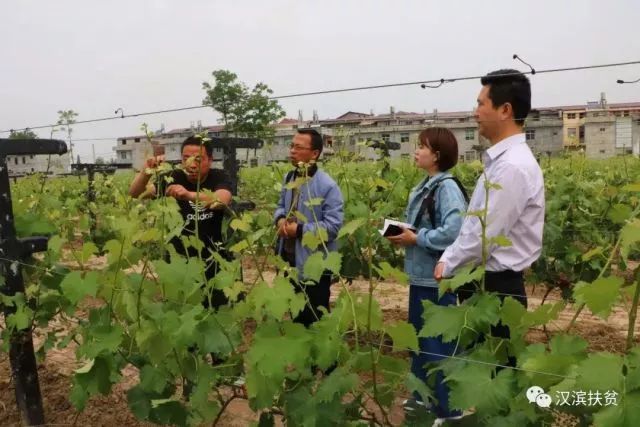 农民种植富硒产品热情(富硒农业种植的三大特点)-硒宝网