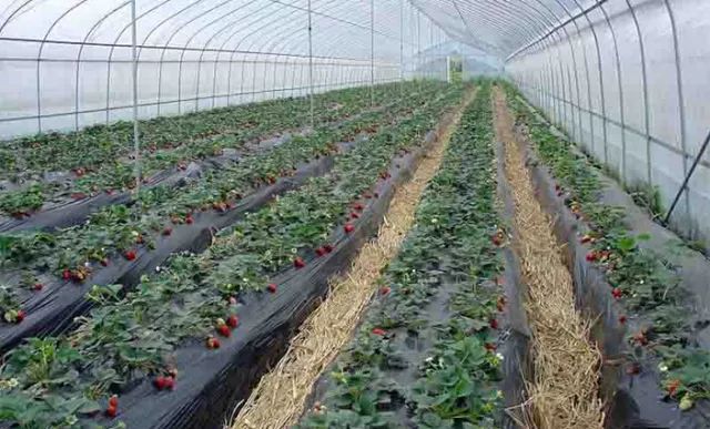 农民种植富硒产品热情(富硒农业种植的三大特点)-硒宝网