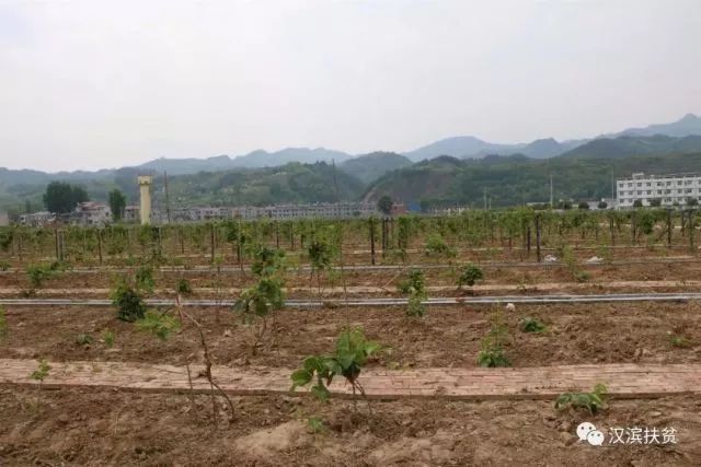 农民种植富硒产品热情(富硒农业种植的三大特点)-硒宝网