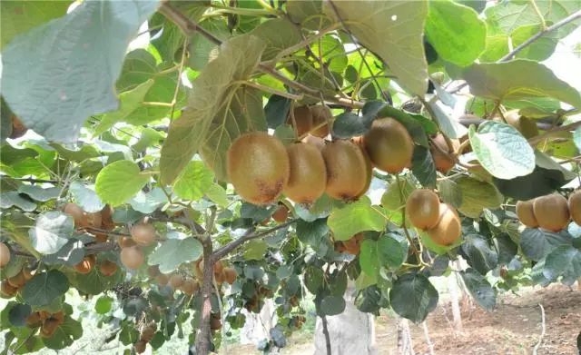 农民种植富硒产品热情(富硒农业种植的三大特点)-硒宝网