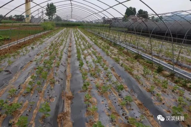 农民种植富硒产品热情(富硒农业种植的三大特点)-硒宝网