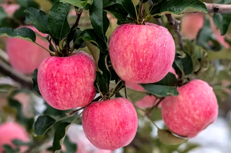 国家水果富硒产品标准（水果标准富硒国家产品是什么）-硒宝网