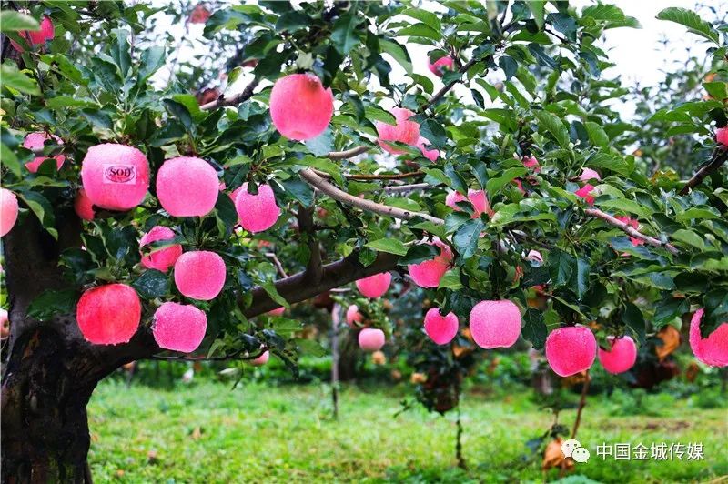 国家水果富硒产品标准（水果标准富硒国家产品是什么）-硒宝网