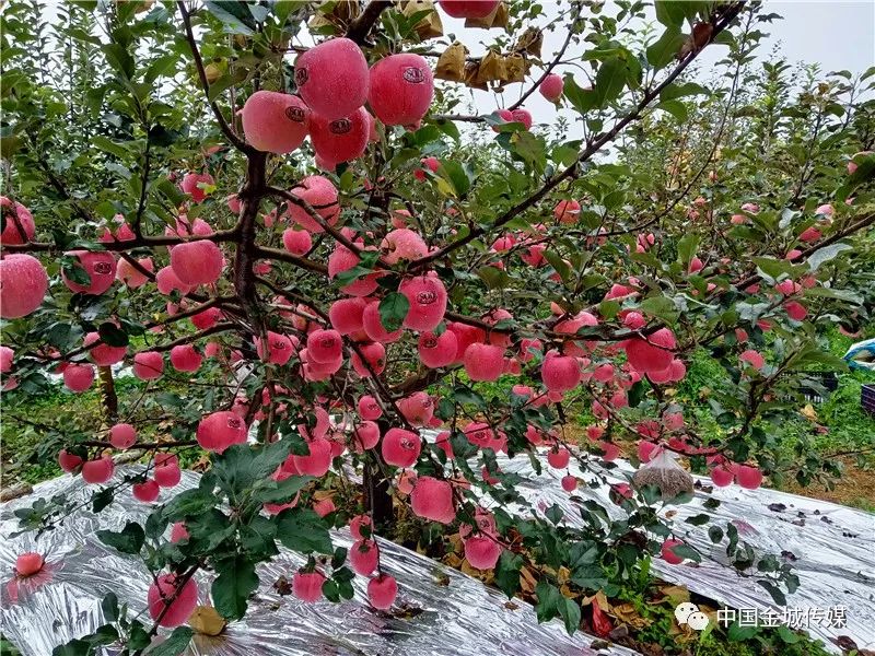 国家水果富硒产品标准（水果标准富硒国家产品是什么）-硒宝网