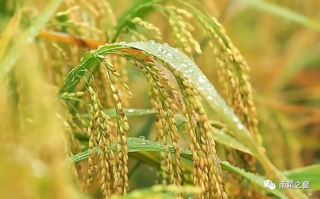 有硒更健康富硒农产品(中农健康硒的功效)-硒宝网