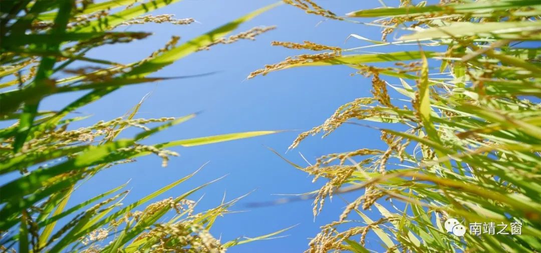 有硒更健康富硒农产品(中农健康硒的功效)-硒宝网