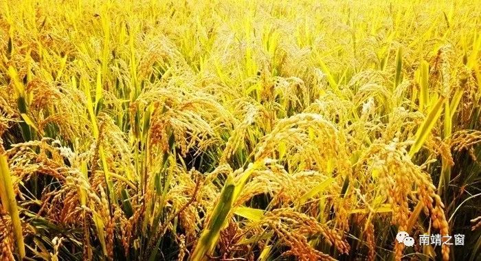 有硒更健康富硒农产品(中农健康硒的功效)-硒宝网