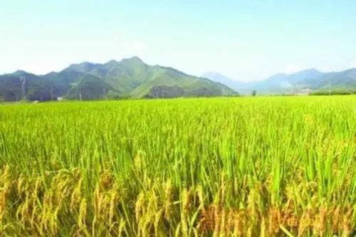 富硒农产品产品的类型（富硒农产品特点）-硒宝网