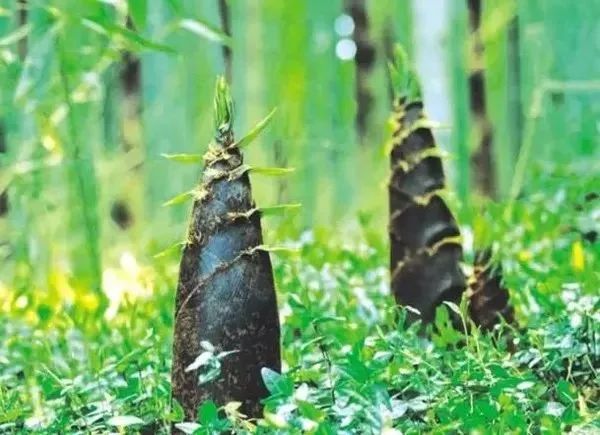 日本来中国买富硒产品(日本富硒水杯)-硒宝网