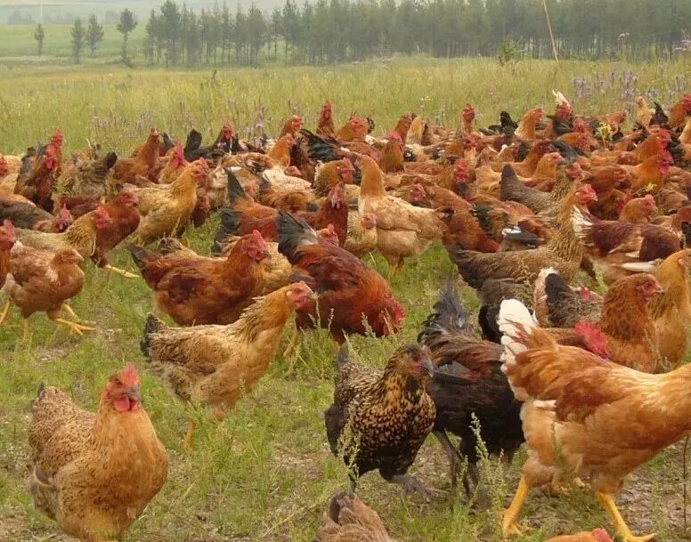 日本来中国买富硒产品(日本富硒水杯)-硒宝网