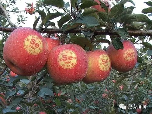 孕妇可以吃富硒产品吗（孕妇吃富硒产品可以补钙吗）-硒宝网