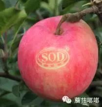 孕妇可以吃富硒产品吗（孕妇吃富硒产品可以补钙吗）-硒宝网