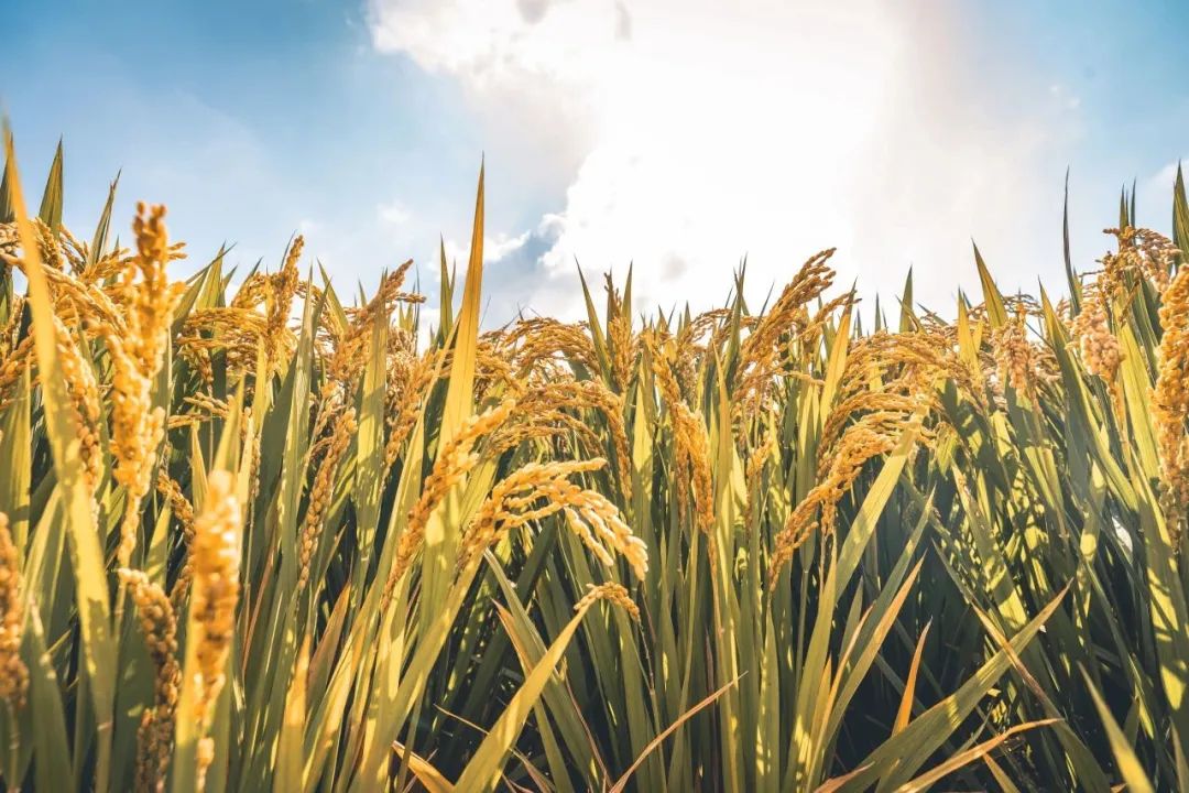 南京做富硒产品的公司(南京富硒做产品公司有哪些)-硒宝网