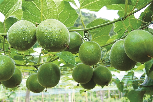 慈利的富硒产品有哪些(慈利富硒农产品)-硒宝网