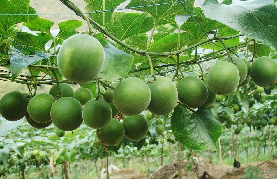 广西永福有富硒产品吗(广西富硒)-硒宝网