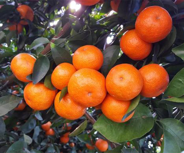 宜春富硒产品有哪些厂（宜春富硒农业示范基地在哪）-硒宝网