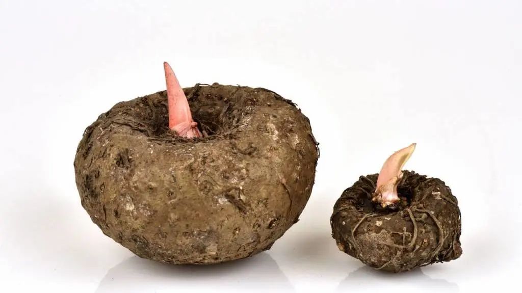 吃富硒产品有什么好处(富硒对人体好处)-硒宝网