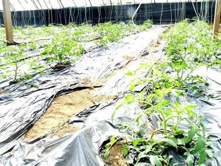 农产品富硒西红柿标准(富硒西红柿是什么颜色)-硒宝网