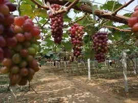 农产品富硒西红柿标准(富硒西红柿是什么颜色)-硒宝网