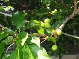 农产品富硒西红柿标准(富硒西红柿是什么颜色)-硒宝网