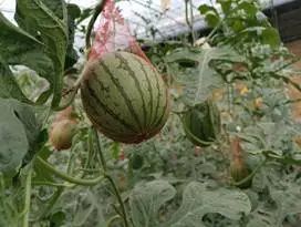 农产品富硒西红柿标准(富硒西红柿是什么颜色)-硒宝网