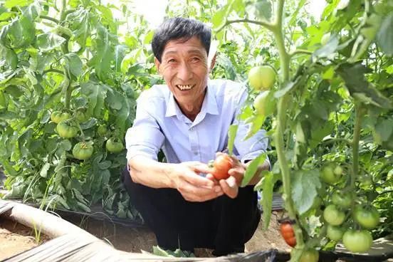 农产品富硒西红柿标准(富硒西红柿是什么颜色)-硒宝网