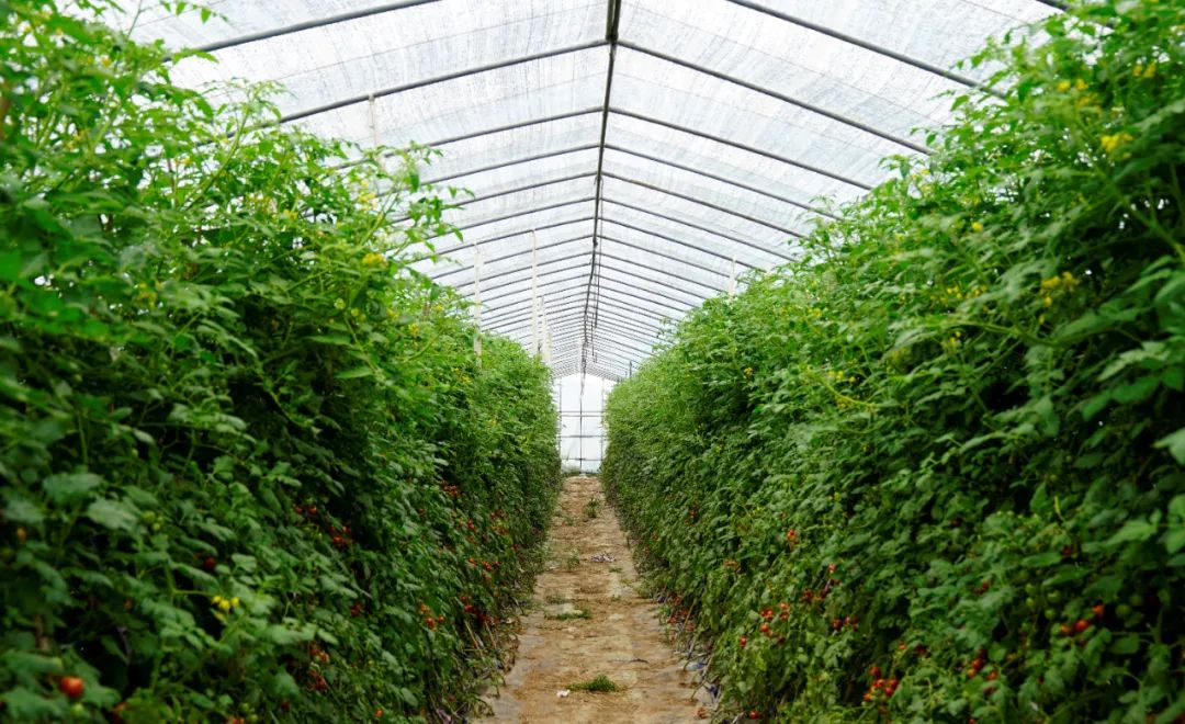 农产品富硒西红柿标准(富硒西红柿价格)-硒宝网