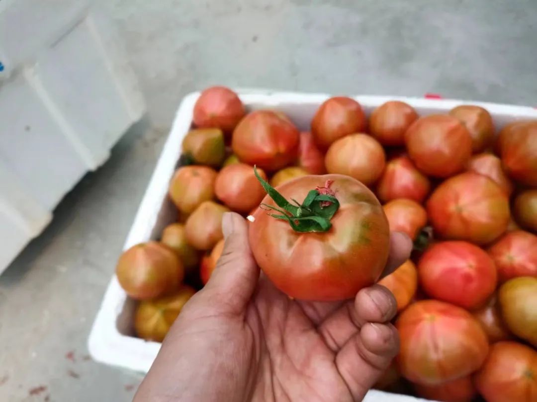 农产品富硒西红柿标准(富硒西红柿价格)-硒宝网