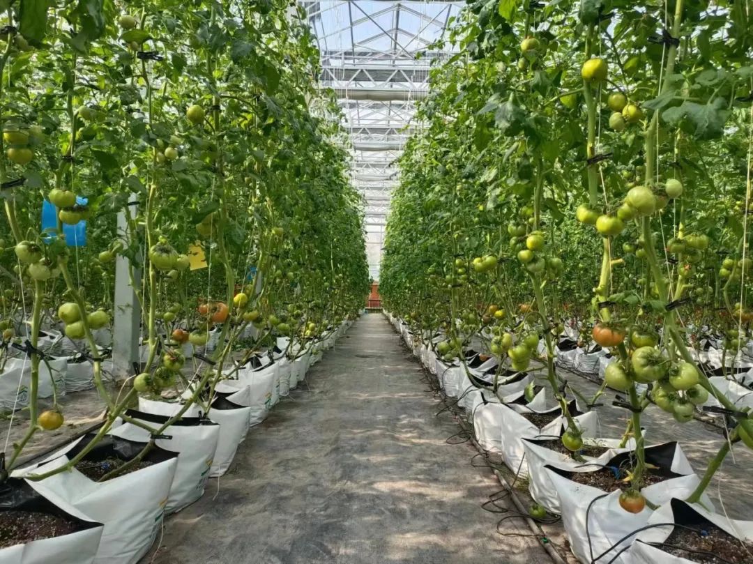 农产品富硒西红柿标准(富硒西红柿价格)-硒宝网