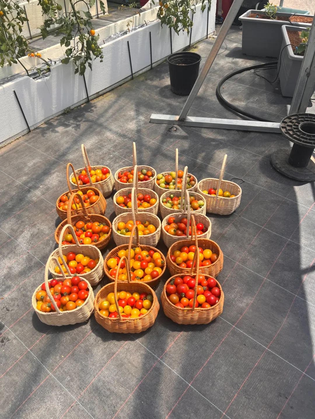 农产品富硒西红柿标准(富硒西红柿价格)-硒宝网