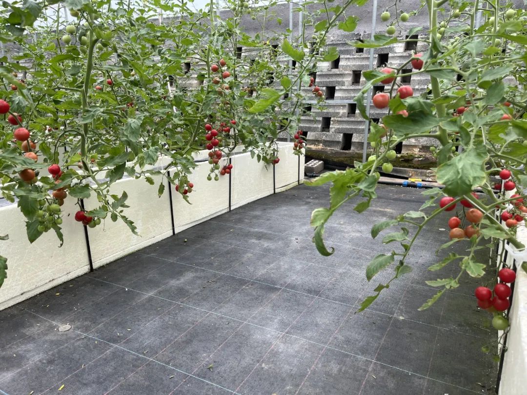 农产品富硒西红柿标准(富硒西红柿价格)-硒宝网