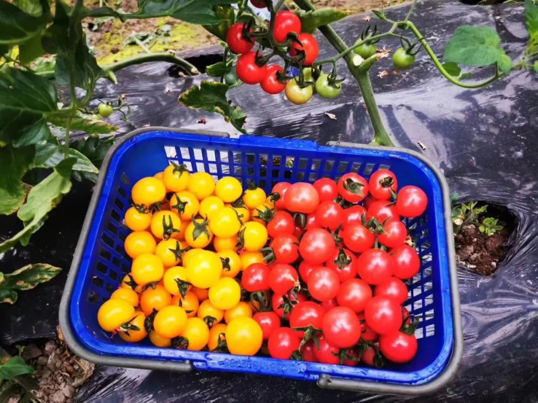 农产品富硒西红柿标准(富硒西红柿价格)-硒宝网