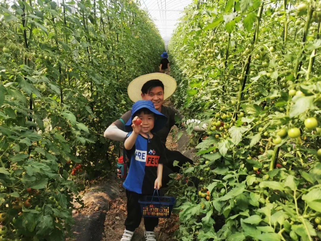 农产品富硒西红柿标准(富硒西红柿价格)-硒宝网