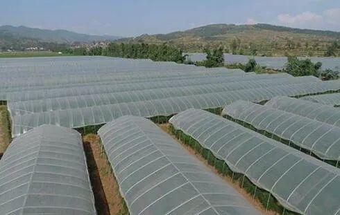 农产品富硒西红柿标准(富硒西红柿价格)-硒宝网