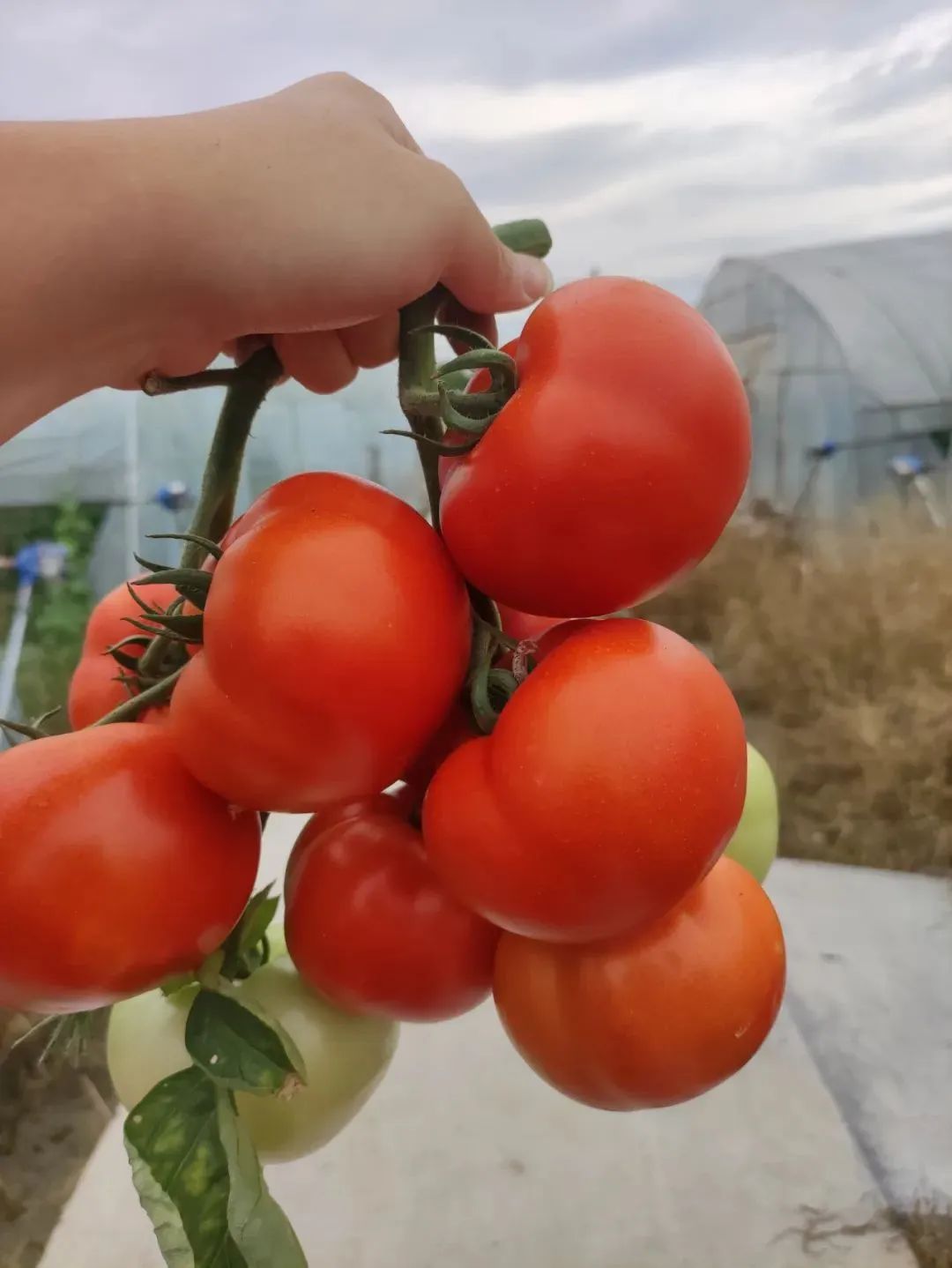 农产品富硒西红柿标准(富硒西红柿价格)-硒宝网