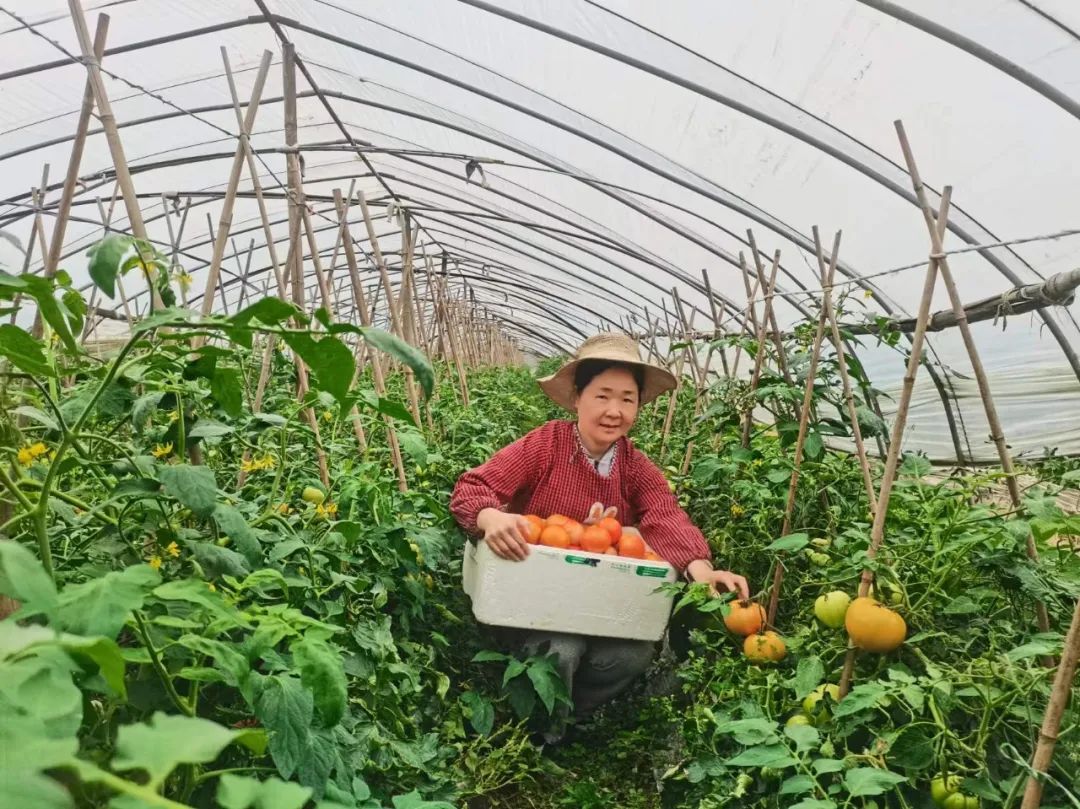 农产品富硒西红柿标准(富硒西红柿价格)-硒宝网