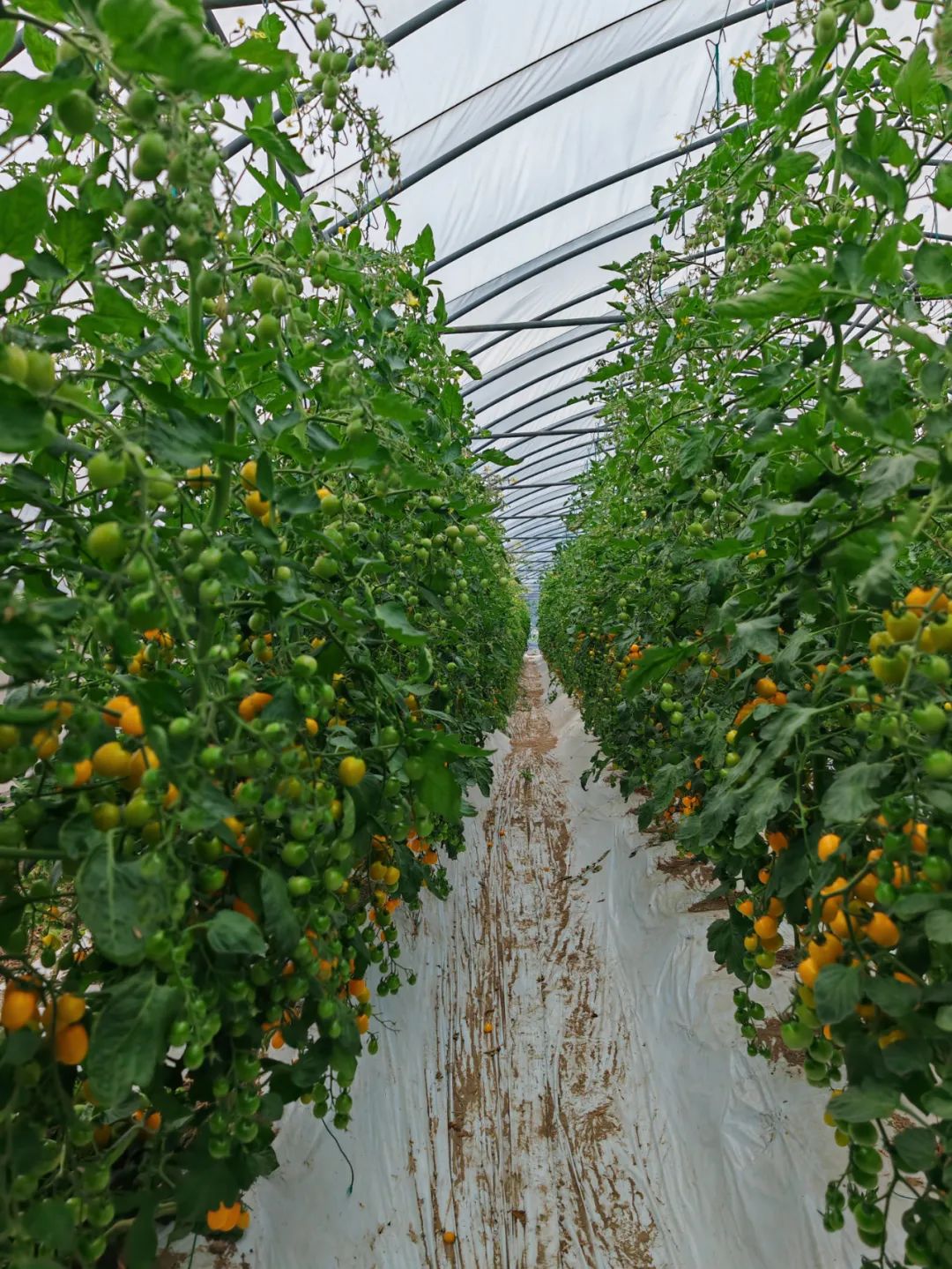 农产品富硒西红柿标准(富硒西红柿价格)-硒宝网