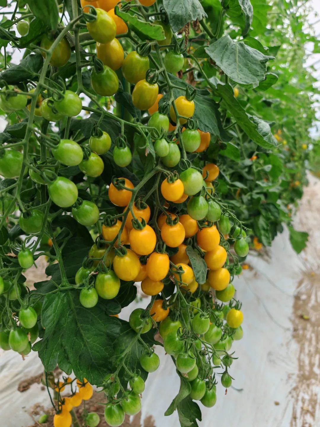 农产品富硒西红柿标准(富硒西红柿价格)-硒宝网