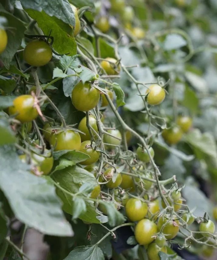 农产品富硒西红柿标准(富硒西红柿价格)-硒宝网