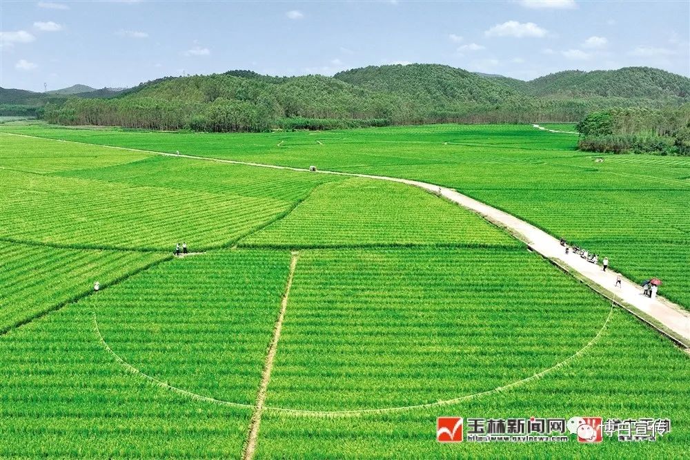 玉林富硒产品生产基地（玉林基地生产富硒产品吗）-硒宝网