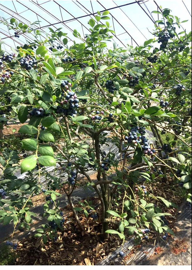 完美产品有没有含富硒（有完美含富硒没产品怎么办）-硒宝网