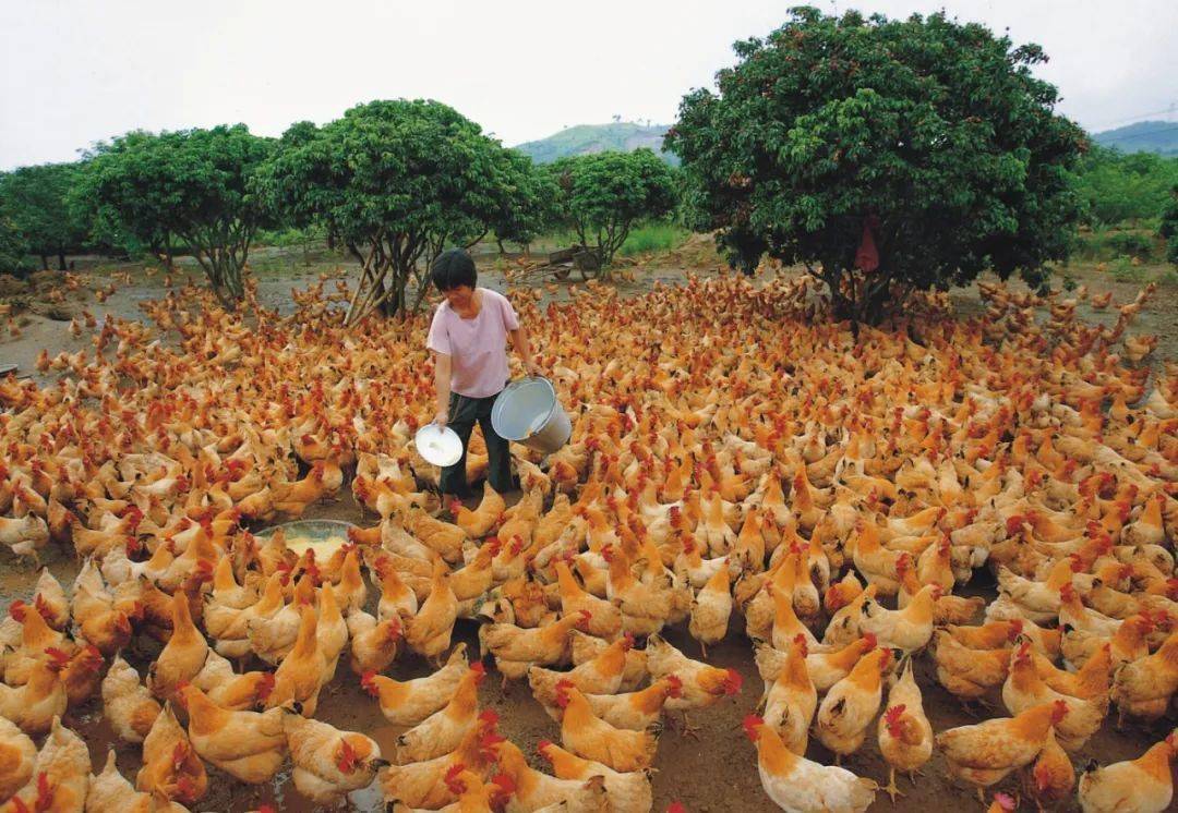 玉林富硒产品生产基地（广西富硒食品）-硒宝网