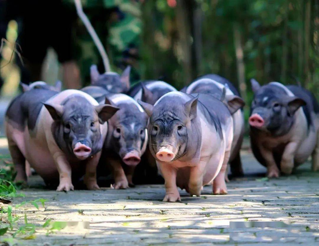 玉林富硒产品生产基地（广西富硒食品）-硒宝网