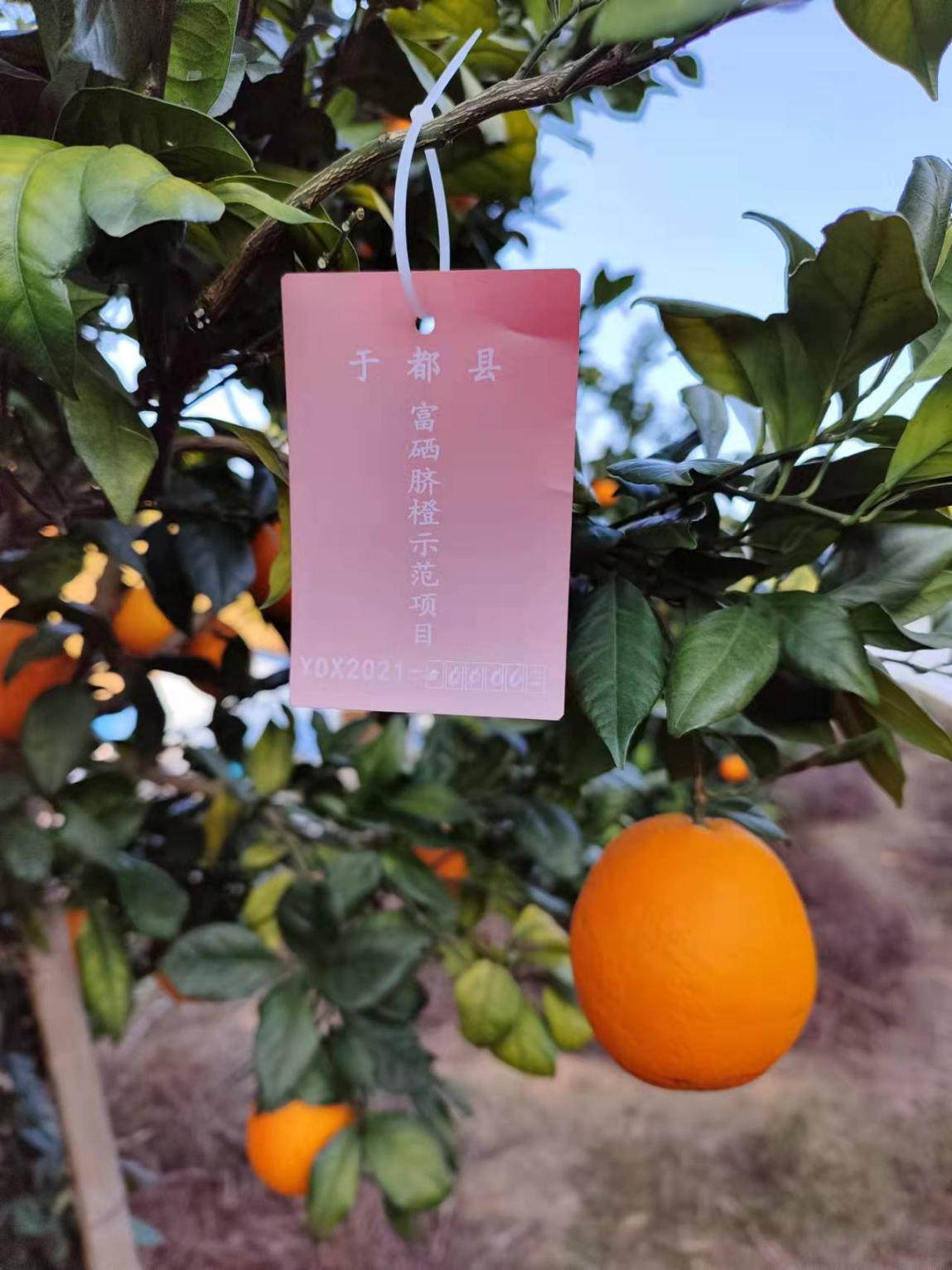 于都的富硒产品在哪里（于都富硒产业发展中心）-硒宝网