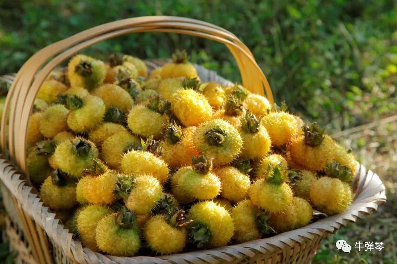 阿克苏农产品富硒含量(富硒茶硒含量标准)-硒宝网